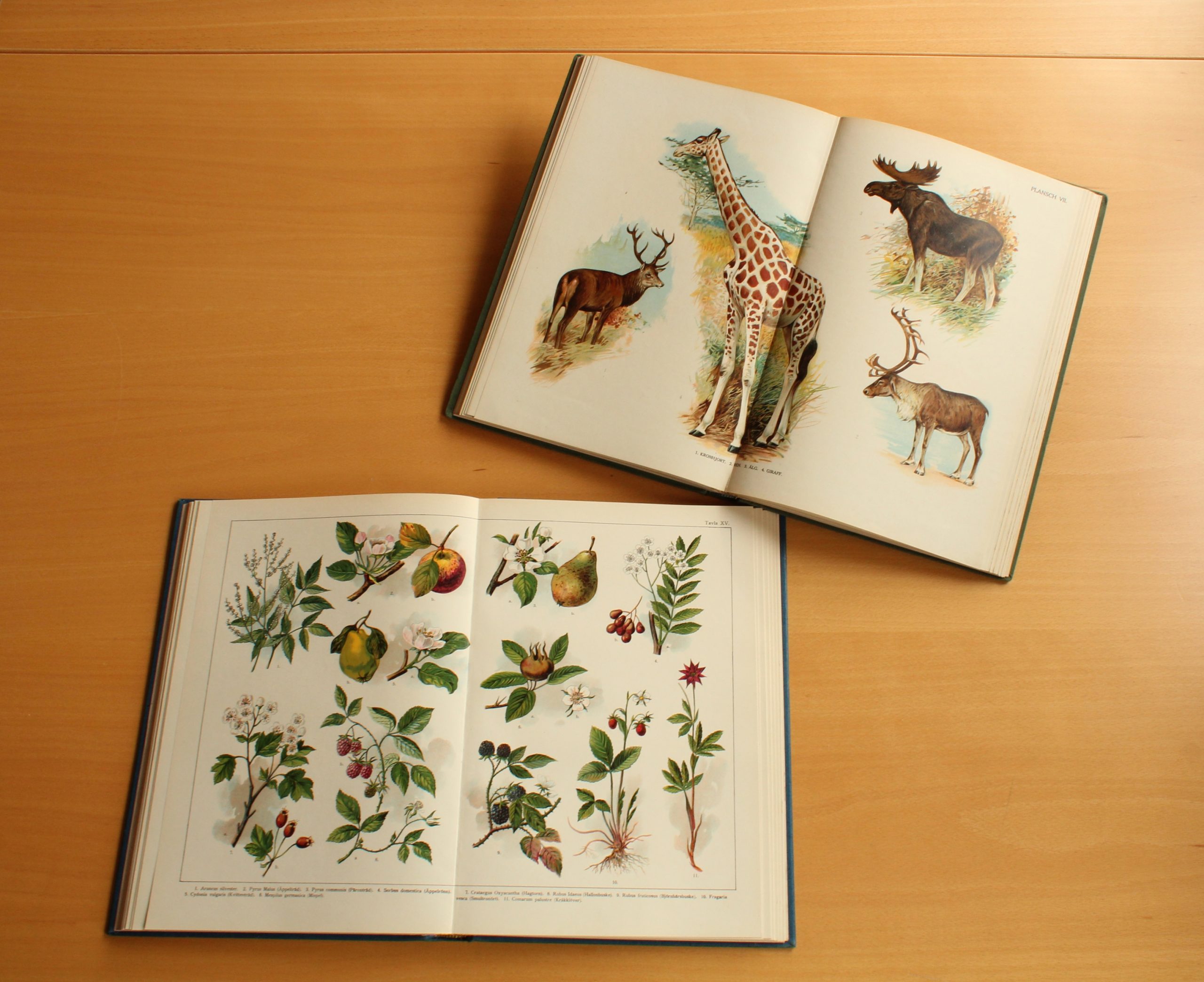 2. Atlas över djurriket (1913), Bilder ur växtriket (1919)