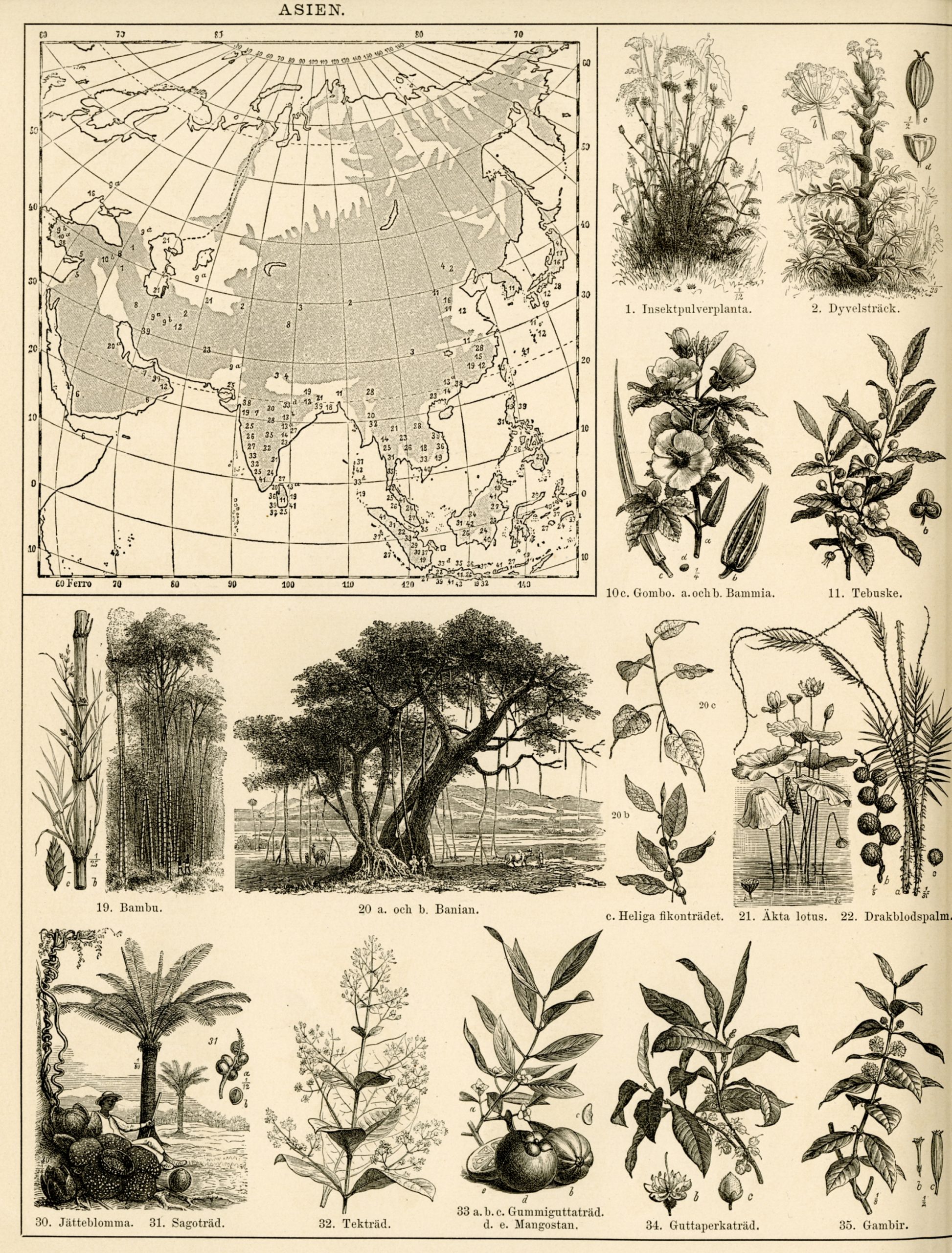 6. Naturhistorisk och etnografisk atlas (1881)