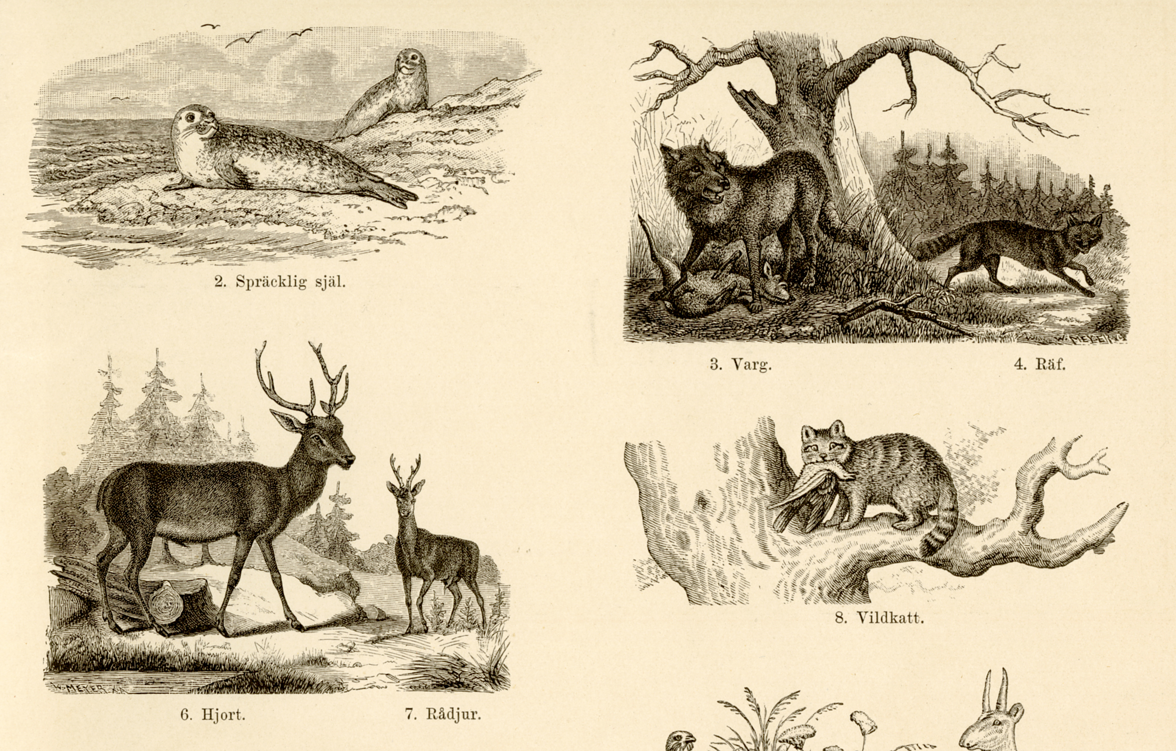5. Naturhistorisk och etnografisk atlas (1881)