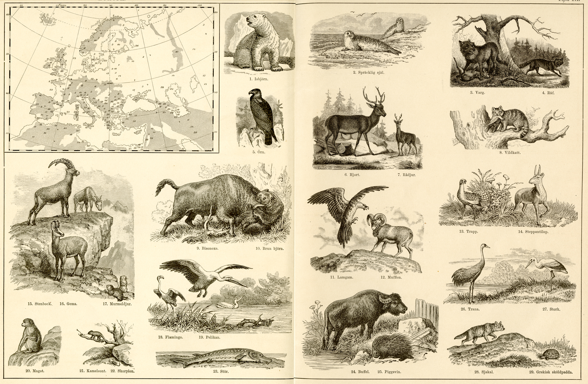 4. Naturhistorisk och etnografisk atlas (1881)